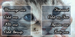 Kitten Contact Table