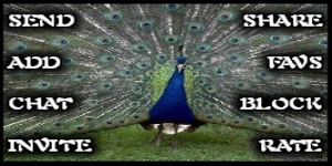 Peacock
