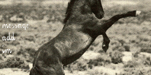 Animal