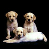Puppies