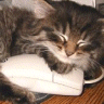 Cat & Mouse