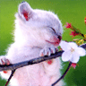 Kitten