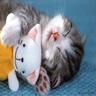 Kitten