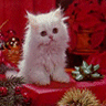 Kitty