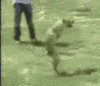 Trained Dog