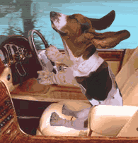 Driving Dog