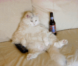Cat Having Fun