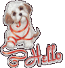 Hello Funny Dog