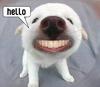 Funny Hello