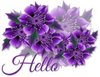 Hello flowers