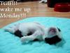 Wake Me Up Monday