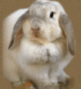 sweet bunny