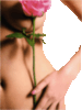 flirty, pink rose