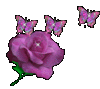 Rose & Butterflies