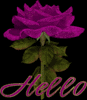 Hello Rose