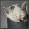 Little Kitten