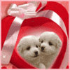 Puppies Love