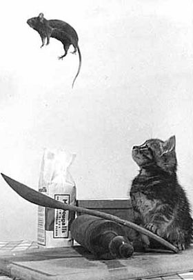 Cat Playing With Mouse