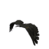 Flying Eagle