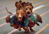 Dog Race