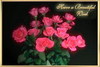 Have A Beautiful Week