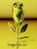 Thanks For The Add Gold Rose