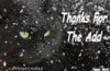 Thanks For The Add Cat In Snow