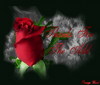 Thanks For The Add Red Rose