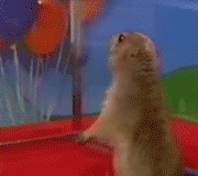 Hamster