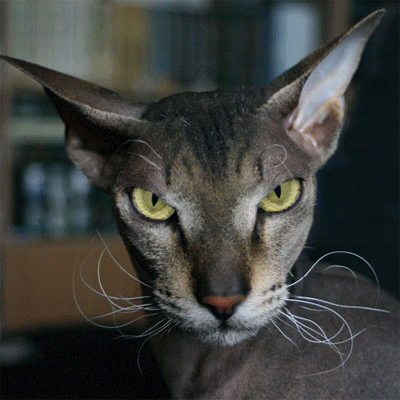 Evil Cat