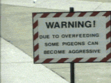 Mutant%20Pigeon