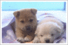 Puppies