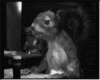 Squirrel In A Bar