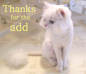Thanks For The Add Cat