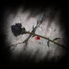 Broken Hearts