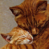 Hugs Cats