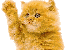 Hello Cat