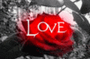 Love Animated Roses