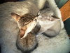 Kiss Cats