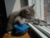 Sniper Cat