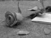 Broken Heart