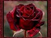 Love Red Rose