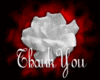 Thank You white Rose