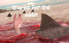 Thanks For The Add!! Sharks