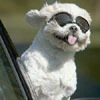 Flirty Puppy