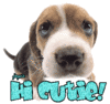 Hi Cutie!