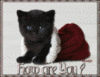 How Are You Black Kitty