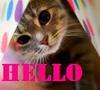 Hello Funny Kitty