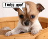 I Miss You Puppy