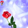 I Love U Roses